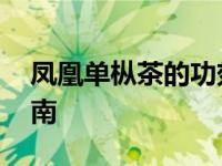 凤凰单枞茶的功效与禁忌 全面解析与健康指南