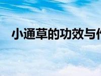 小通草的功效与作用 清热利尿通乳的良药