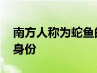 南方人称为蛇鱼的鱼是什么鱼 揭秘蛇鱼真实身份
