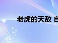 老虎的天敌 自然界中的对手与威胁