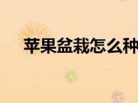 苹果盆栽怎么种植 从选种到养护全指南