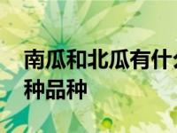 南瓜和北瓜有什么区别 北瓜其实是南瓜的一种品种