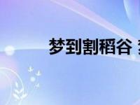 梦到割稻谷 梦境解析与象征意义