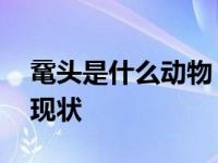 鼋头是什么动物 揭秘鼋头的神奇身份与保护现状