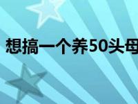 想搞一个养50头母猪 新手养殖全面规划指南