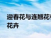 迎春花与连翘花有何不同 快速辨别两种早春花卉