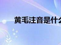 黄毛注音是什么 详细解释与正确注音