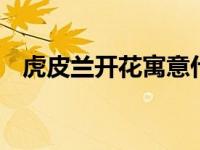 虎皮兰开花寓意什么 罕见吉兆与养护要点