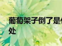 葡萄架子倒了是什么梗 网络流行语含义与出处