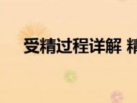 受精过程详解 精卵结合的微观生命之旅
