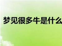 梦见很多牛是什么兆头 预示财运与事业腾飞